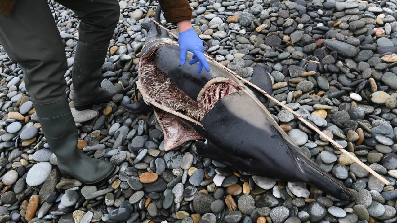 Un dauphin dépecé découvert sur une plage du Finistère