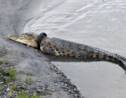 Indonésie : le crocodile géant qui vivait avec un pneu autour du cou a été libéré