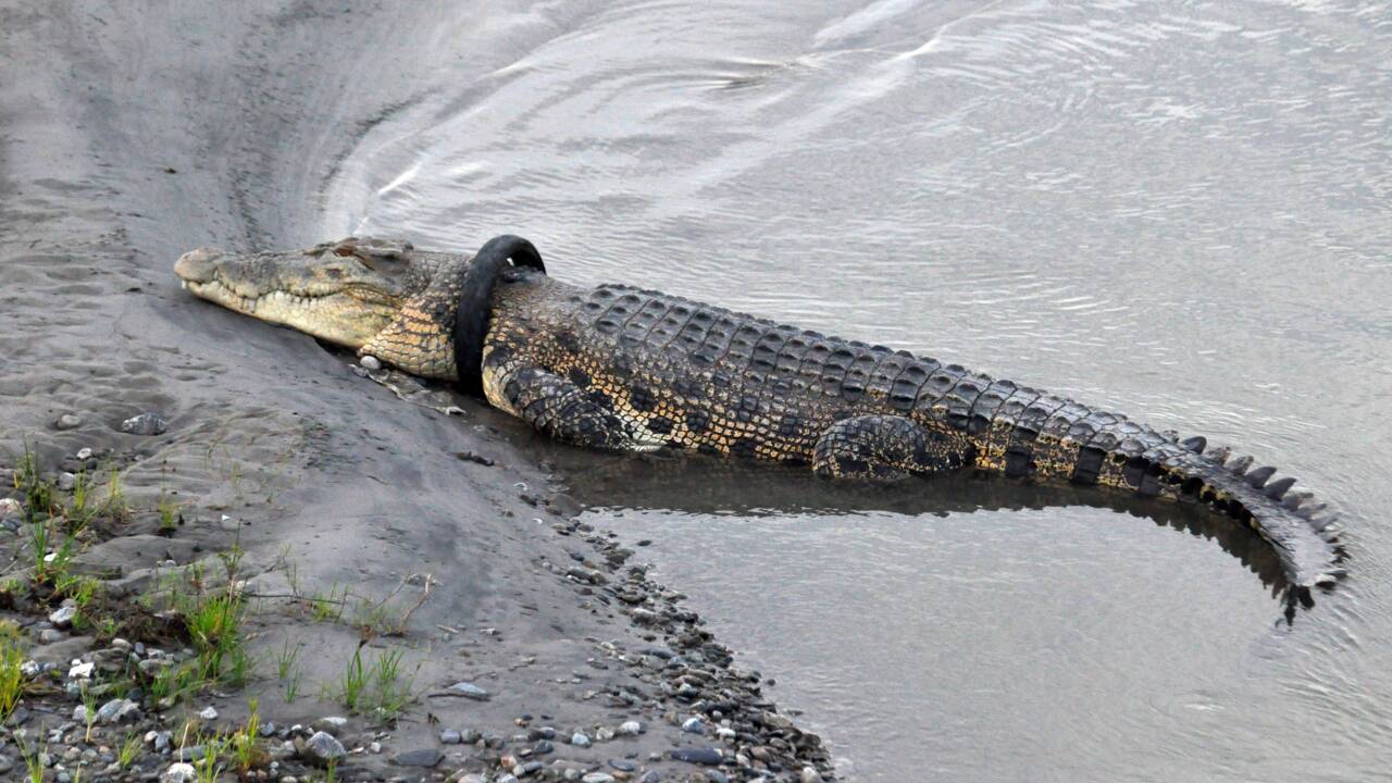Indonésie : le crocodile géant qui vivait avec un pneu autour du cou a été libéré