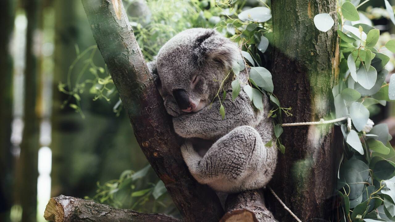 La SPA australienne recherche des volontaires pour nourrir les koalas blessés lors des incendies