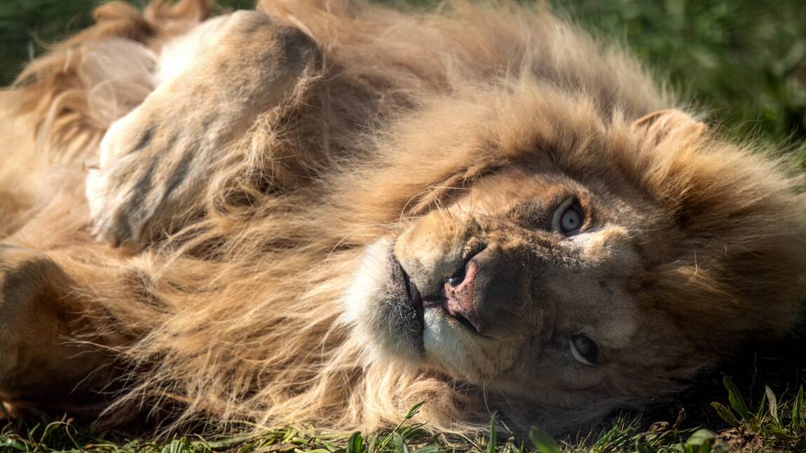 Maine-et-Loire: un lion saisi dans un cirque pour manquements à la réglementation
