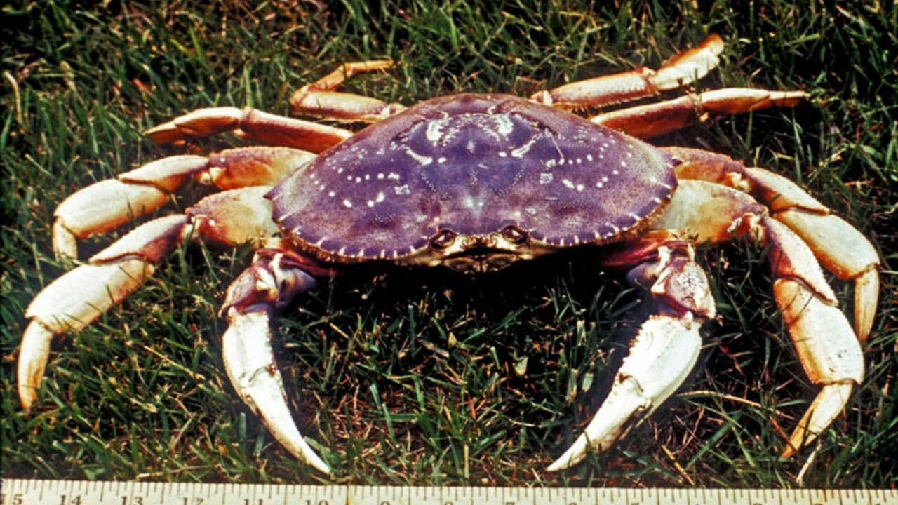 La carapace des crabes se dissout à cause de l'acidité de l'océan Pacifique