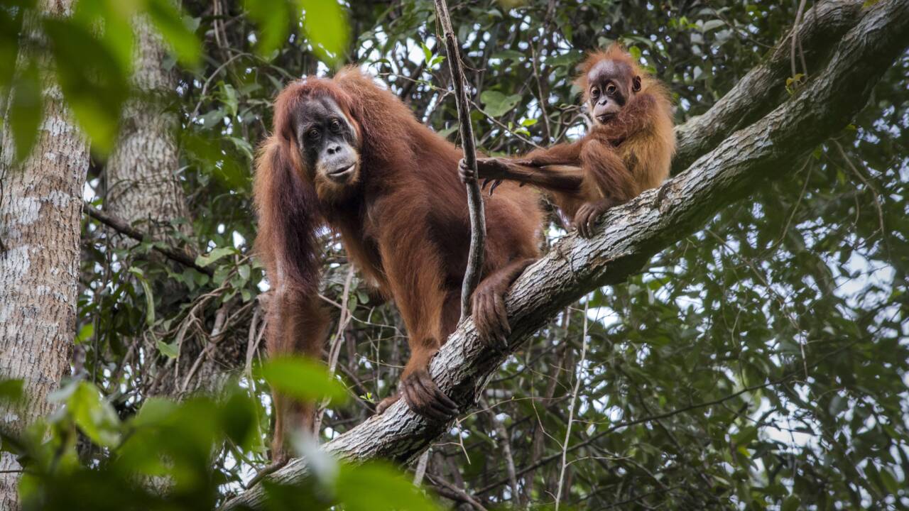 Indonésie : à la rencontre des orangs-outans dans la jungle de Sumatra
