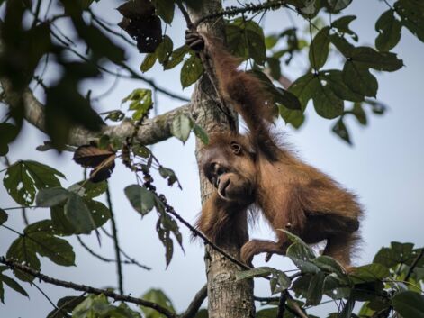 Indonésie : avec les orangs-outans de Sumatra