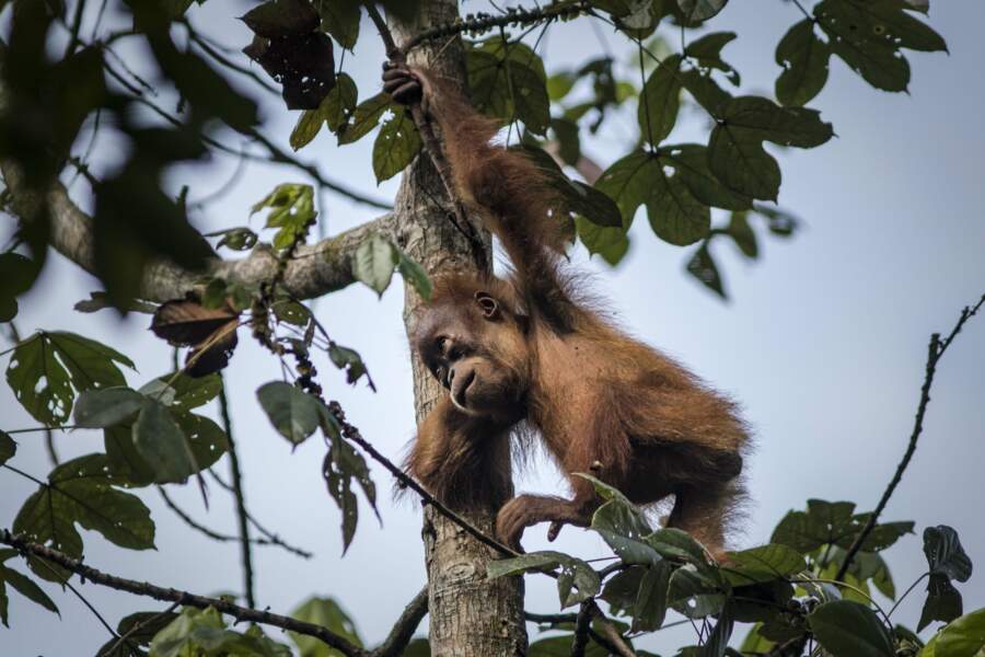 Indon sie avec les orangs outans de  Sumatra  GEO