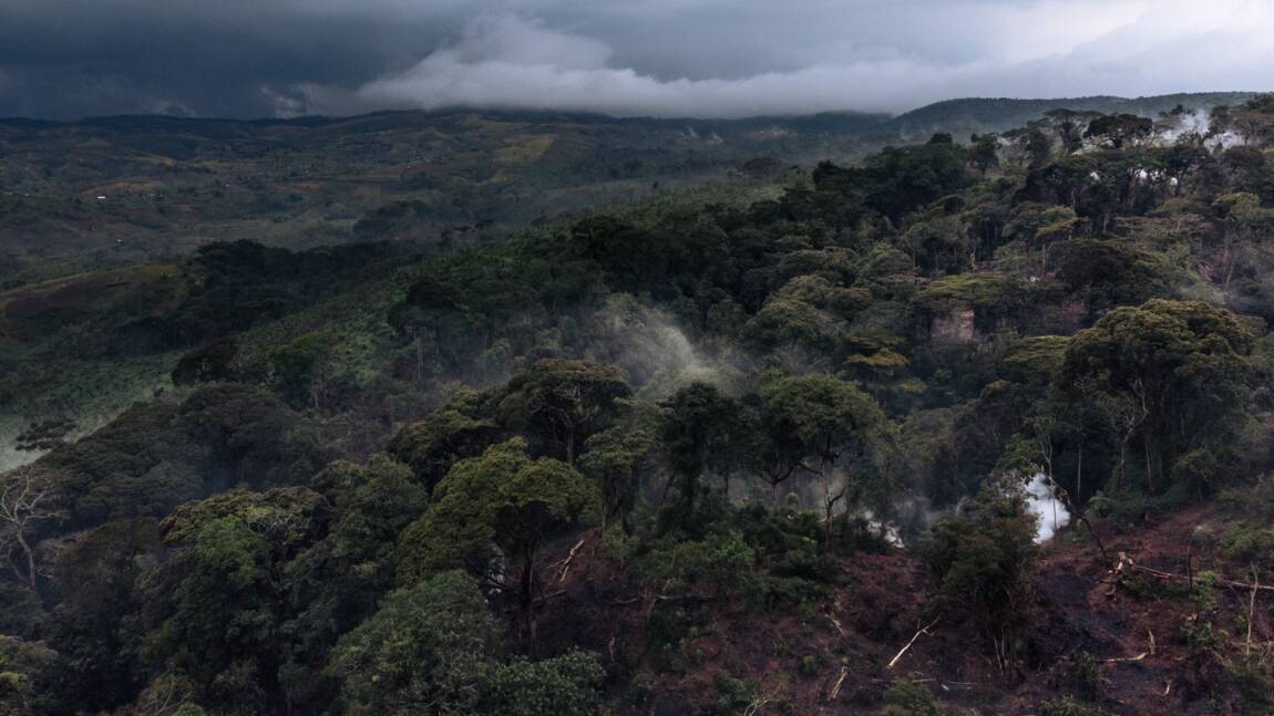 RDC: un chef rebelle pygmée condamné à 15 ans de prison pour déforestation