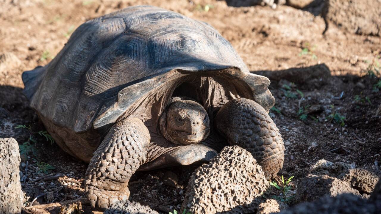 Galápagos : des tortues géantes que l'on pensait éteintes redécouvertes dans l'archipel équatorien