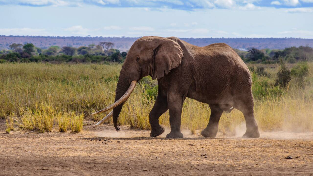 Kenya: mort de Tim, l'un des derniers éléphants aux défenses géantes