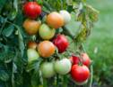 Virus de la tomate: "très forte suspicion" dans une exploitation française