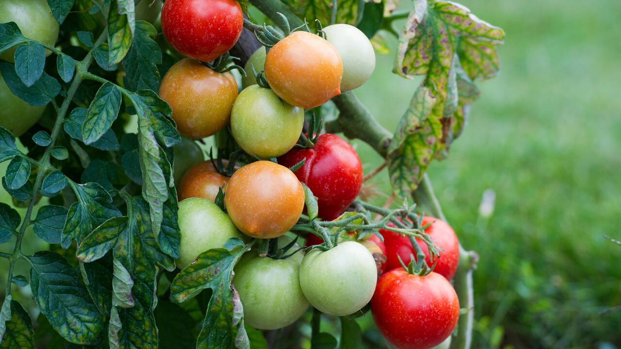 Danger pour les producteurs de tomates: virus confirmé dans le Finistère