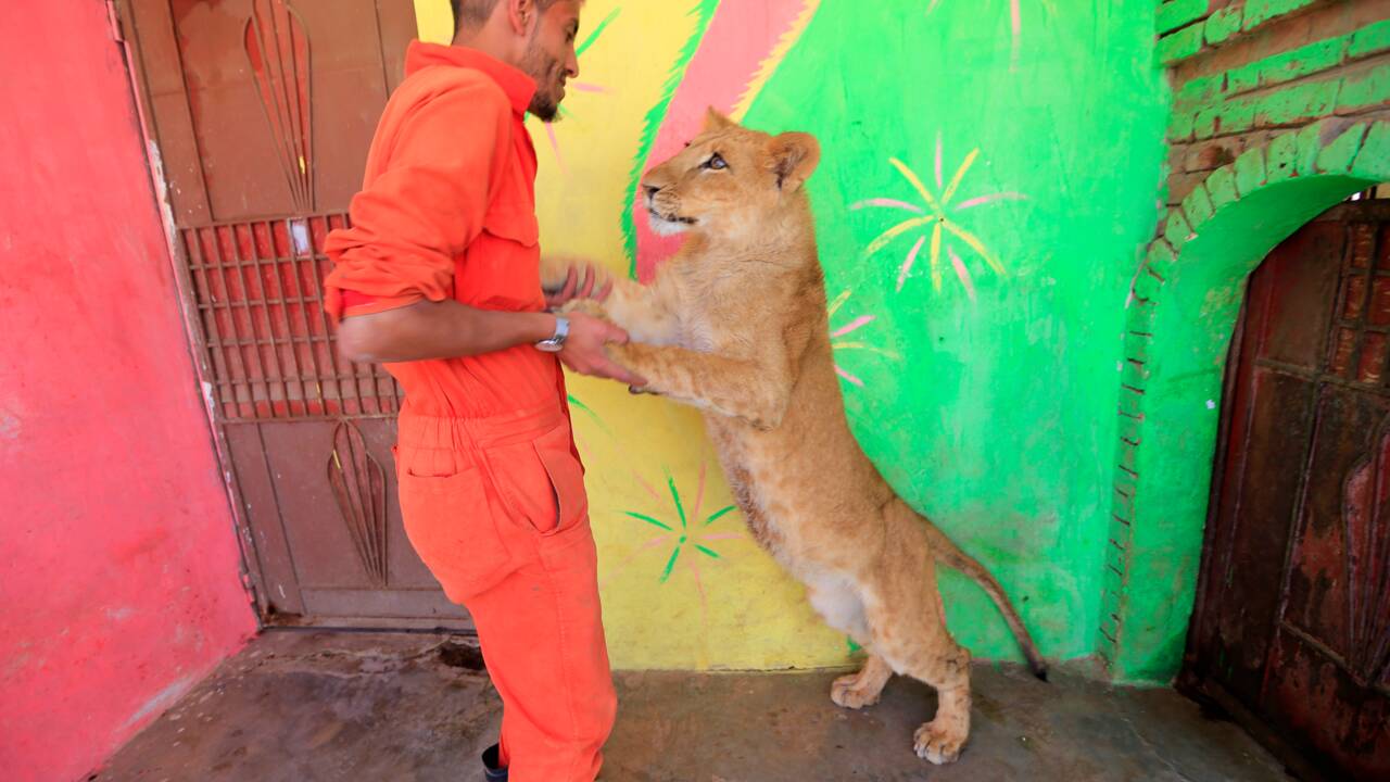 Dans le Yémen en guerre, les animaux des zoos luttent aussi pour survivre