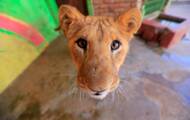 In war-torn Yemen, animals in zoos are also struggling to survive