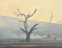 Australie: la pluie tombe, contribuant à mettre fin aux incendies
