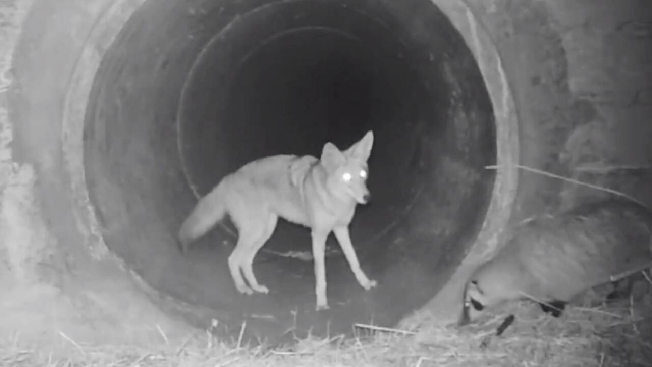 Une caméra immortalise l'étonnante "amitié" entre un coyote et un blaireau en Californie