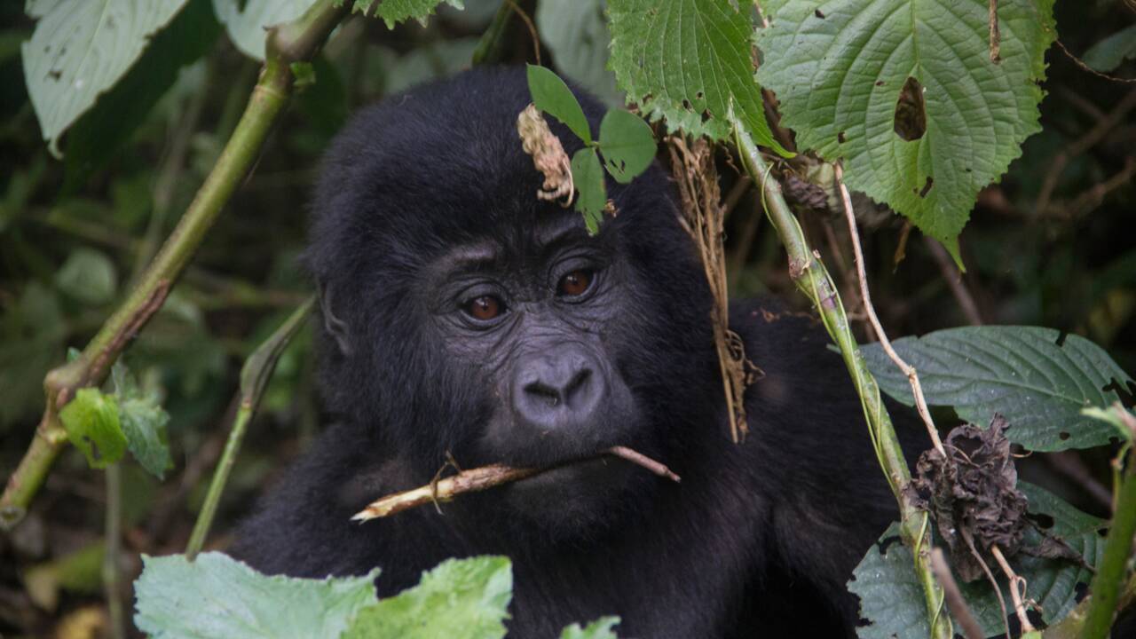 Ouganda: quatre gorilles tués par la foudre