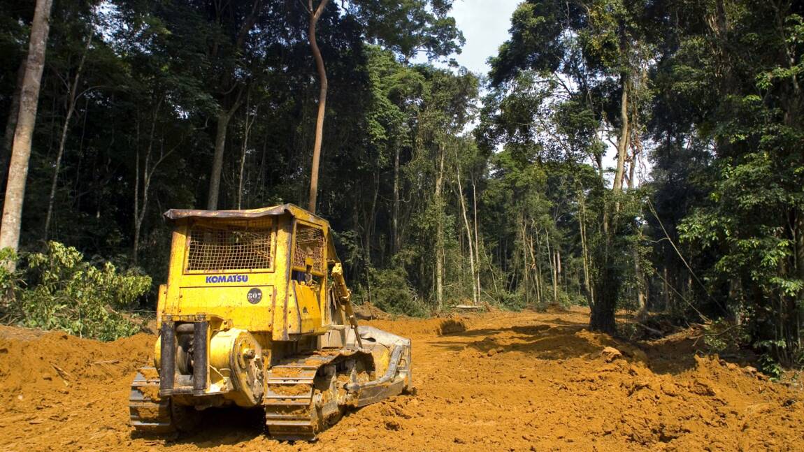 Des banques françaises accusées de financer des projets liés à la déforestation
