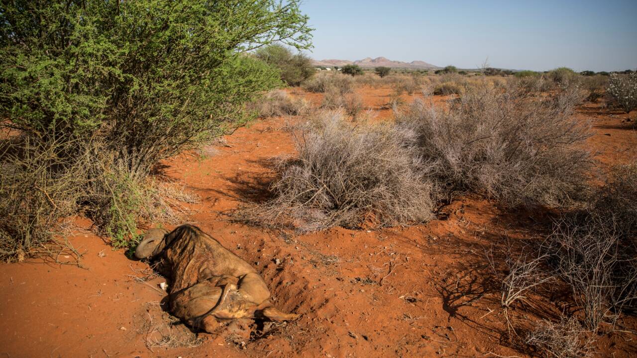En Afrique australe, touchée par la crise climatique, des hommes et des bêtes aux abois