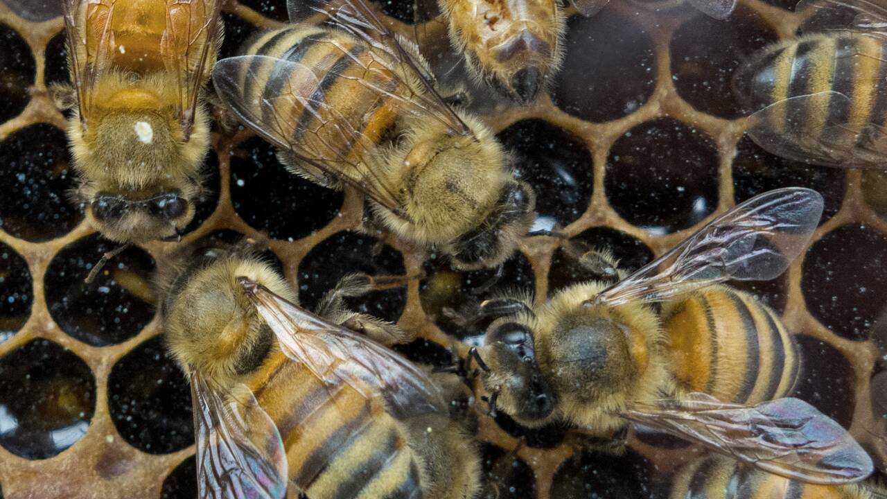 Le twerk des abeilles décodé par les scientifiques