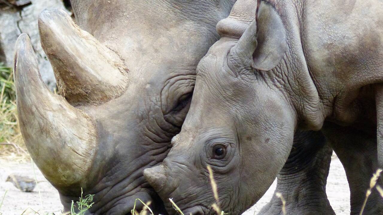 Le Botswana veut déplacer ses rhinocéros noirs pour les protéger du braconnage