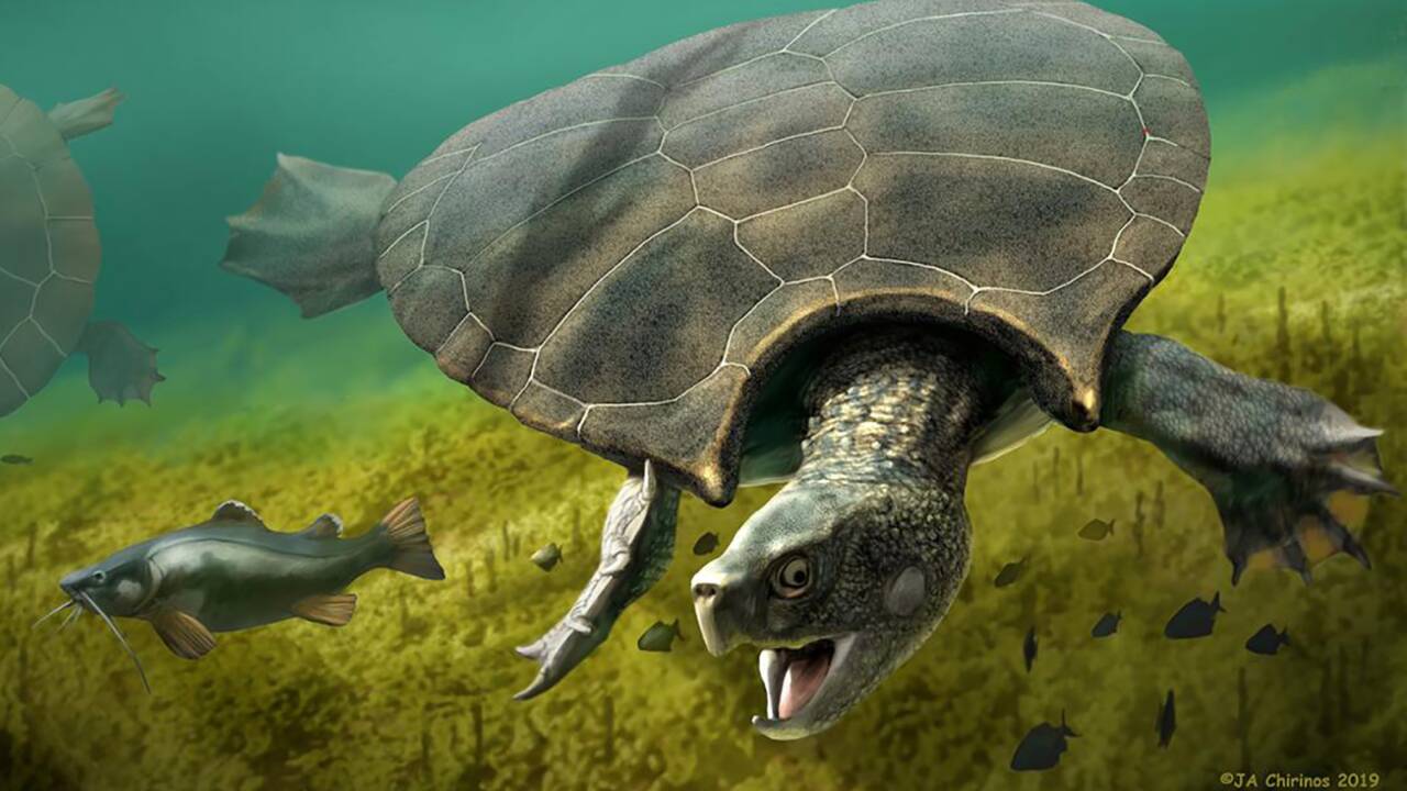 Des fossiles lèvent le voile sur l'une des plus grandes tortues ayant vécu sur Terre