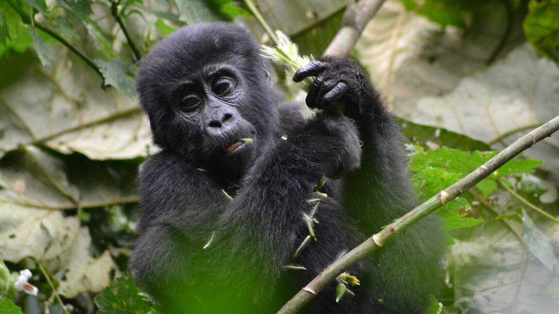 Ouganda : la proximité entre touristes et gorilles des montagnes menace la santé des grands singes