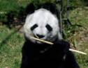 Xin et Shuan, les seuls pandas du monde qui n'appartiennent pas à la Chine