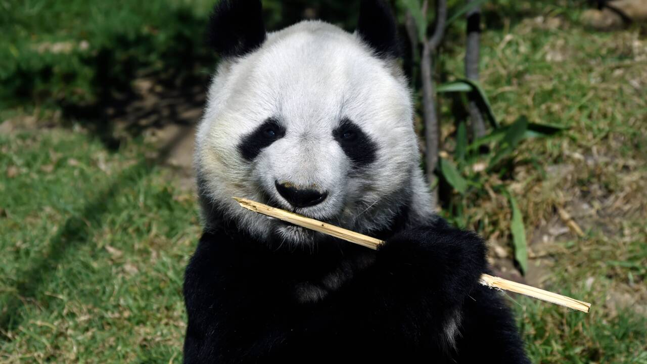 Xin et Shuan, les seuls pandas du monde qui n'appartiennent pas à la Chine