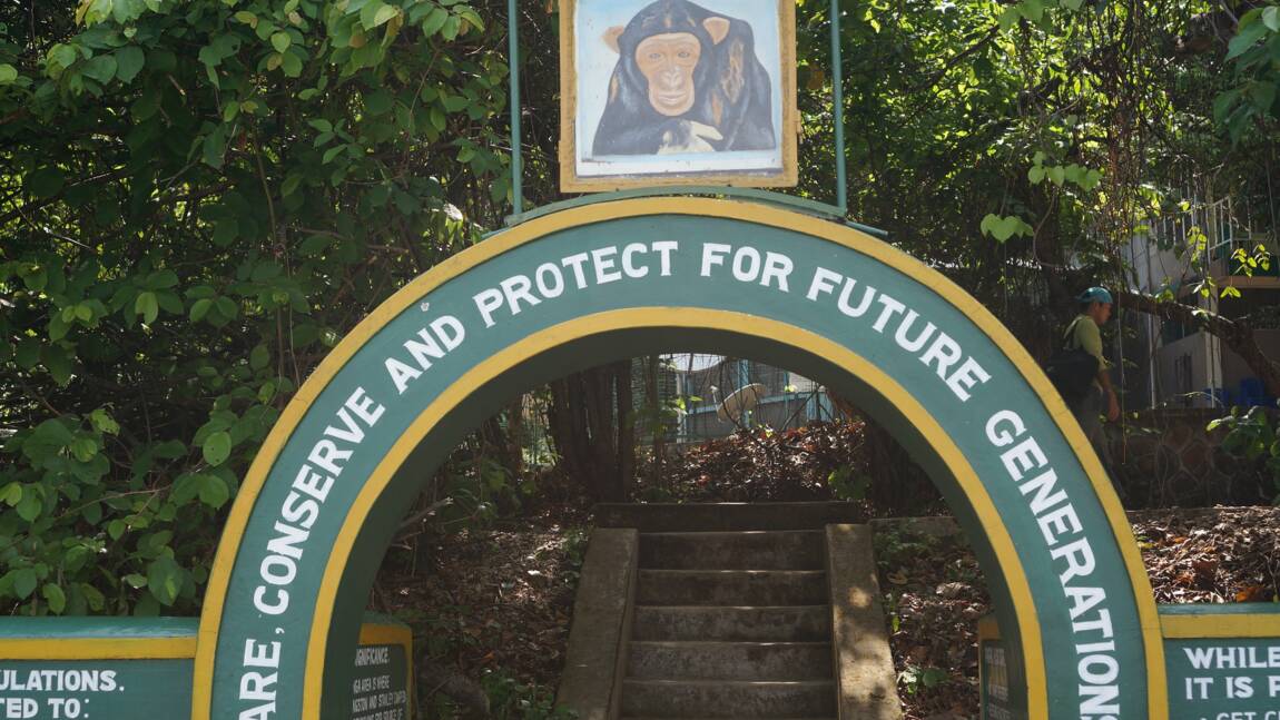 Cinq parcs nationaux en Tanzanie à explorer