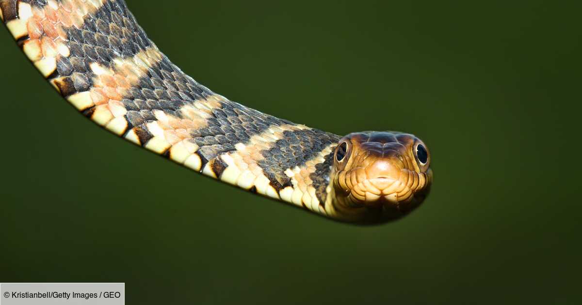 En Floride Une Ville Ferme Une Partie De Son Parc Pour Laisser Les Serpents S Accoupler Geo Fr