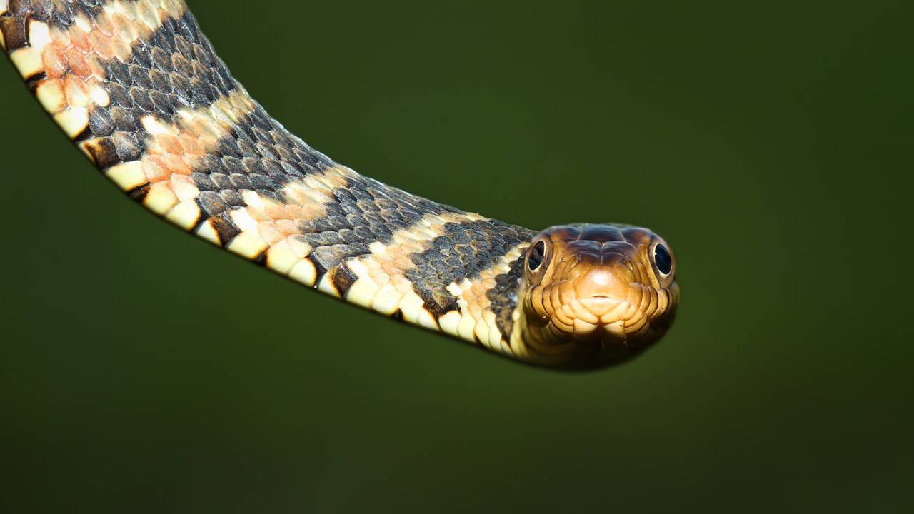 En Floride, une ville ferme une partie de son parc pour laisser les serpents s'accoupler
