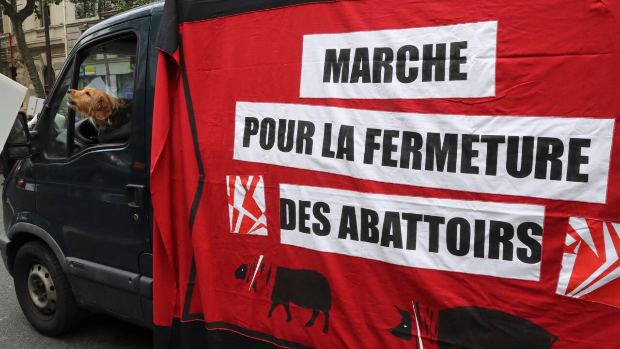 Dordogne: L214 cible un abattoir de veaux, la préfecture ne voit pas de non-conformité