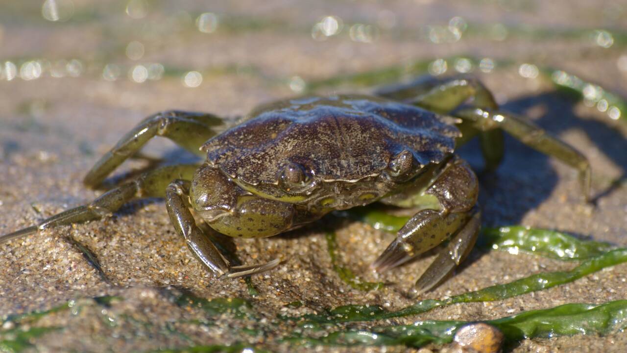 Au Canada, une espèce invasive de crabe bientôt changée en plastique biodégradable ?