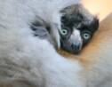 Naissance rare d'un bébé lémurien au zoo de Besançon