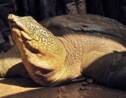 Au Vietnam, un nouvel espoir pour les tortues géantes à carapace molle du Yangzi ?