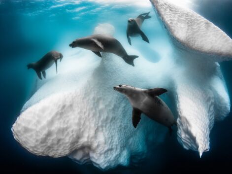Underwater Photographer of the Year : les plus belles photos sous-marines de 2020