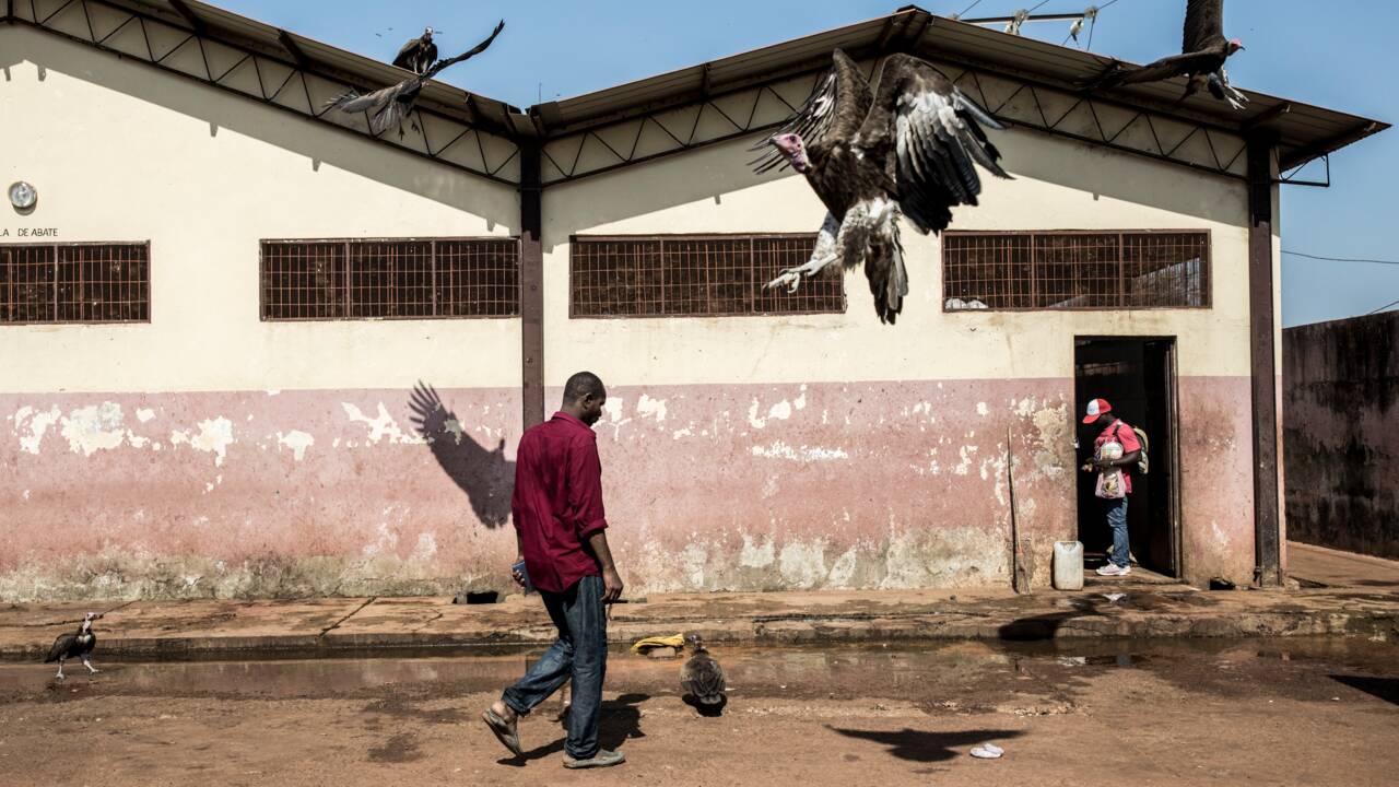 En Guinée-Bissau, une mystérieuse hécatombe de vautours