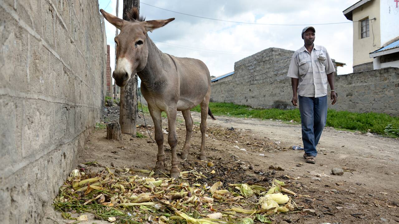Le Kenya interdit l'abattage des ânes menacés par la demande chinoise
