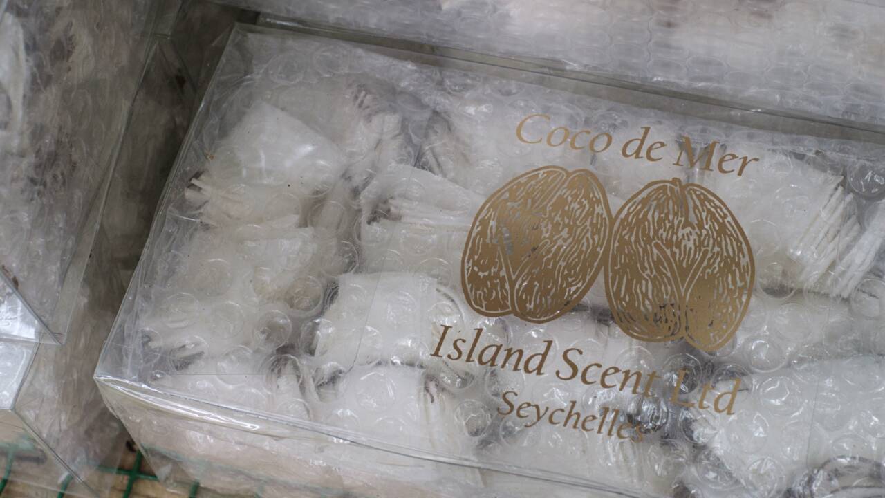 Aux Seychelles, les secrets du "coco fesse", un trésor national bien protégé