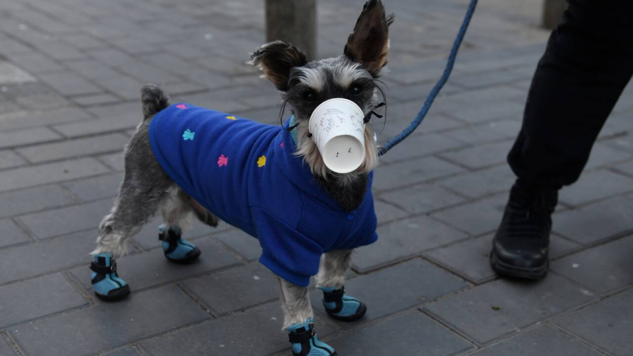 Hong Kong: un chien testé positif au coronavirus placé en quarantaine