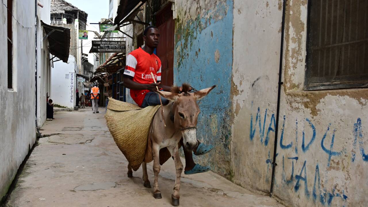 Le Kenya interdit l'abattage controversé d'ânes
