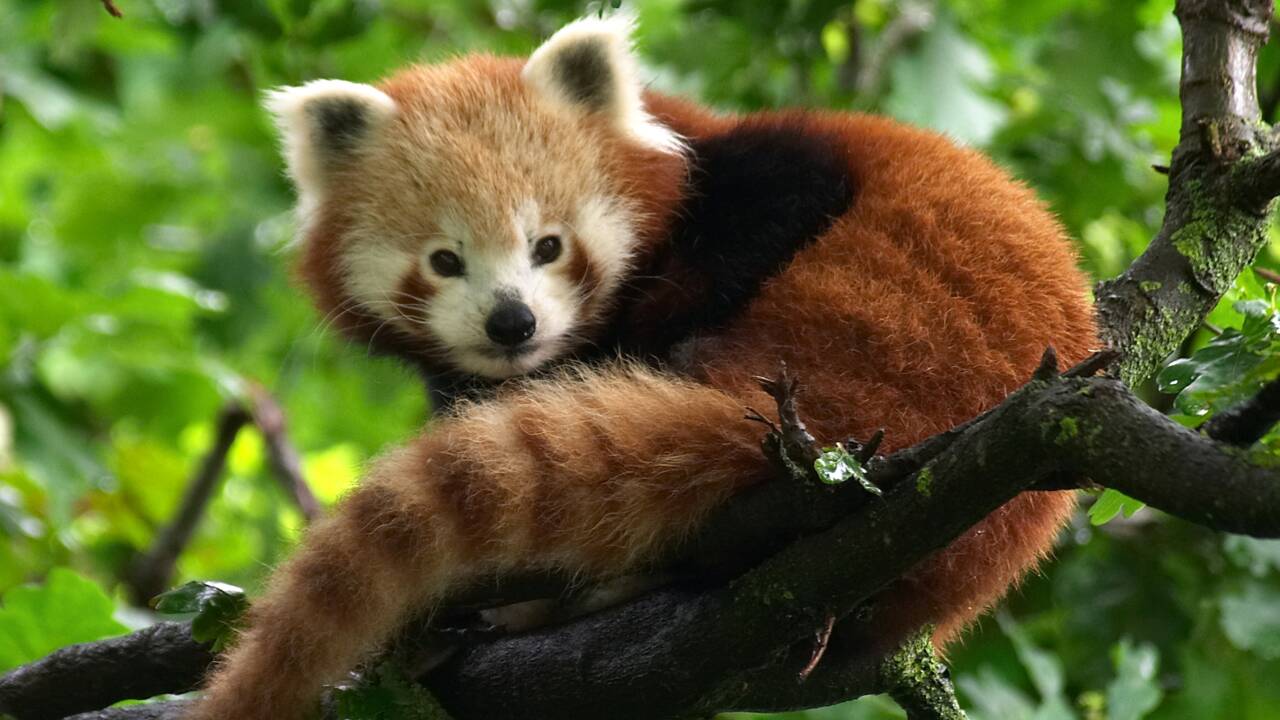 Le panda roux ne formerait pas une mais deux espèces, d'après son génome
