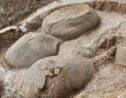 Des fossiles de tatous géants vieux de 20000 ans mis au jour en Argentine