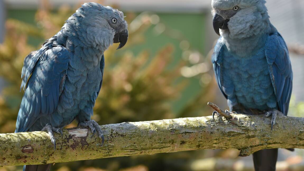 Des perroquets bleus menacés d'extinction rapatriés au Brésil