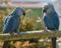 Des perroquets bleus menacés d'extinction rapatriés au Brésil