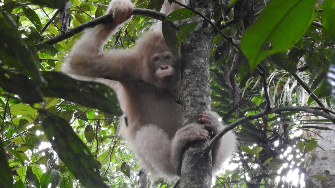Le seul orang-outan albinos connu observé dans la forêt de Bornéo