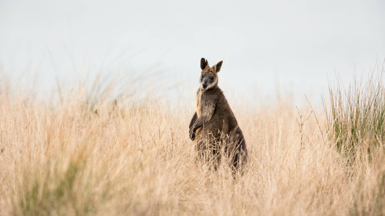 Avec ses deux utérus, la femelle wallaby bicolore est perpétuellement enceinte