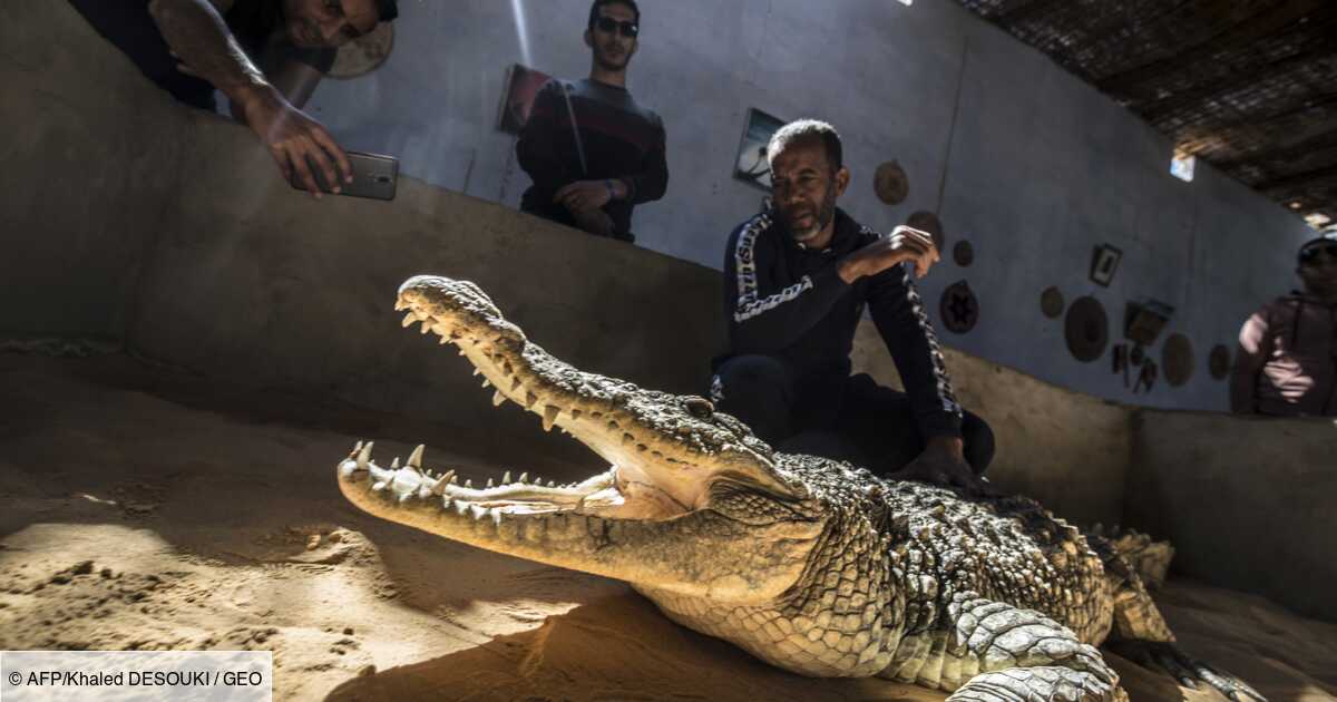 Les crocodiles du Nil, animaux de compagnie des Nubiens d'Assouan Geo.fr Les crocodiles du Nil, animaux de compagnie des Nubiens d'Assouan Geo.fr