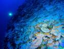 "Les coraux profonds sont une immense source d'espoir"