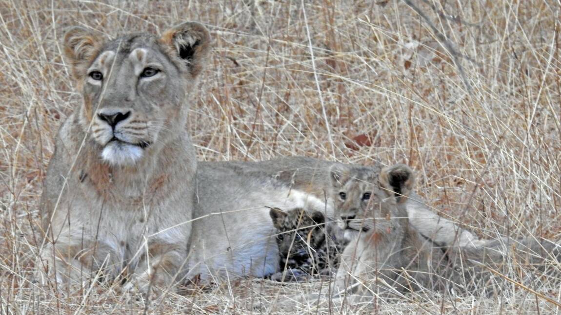 Quand Une Lionne Adopte Un Bebe Leopard Dans Un Parc National En Inde Geo Fr