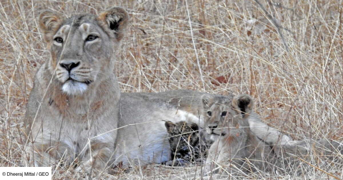 Quand Une Lionne Adopte Un Bebe Leopard Dans Un Parc National En Inde Geo Fr